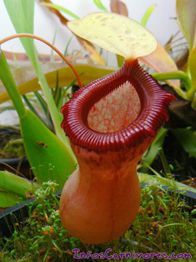 Nepenthes x ventrata - Plante carnivore - plante d'intérieur